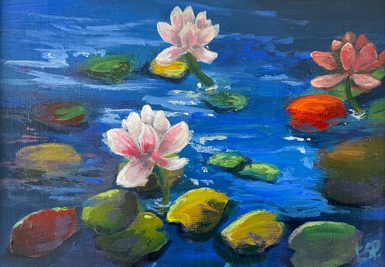 Evening light on water lilies