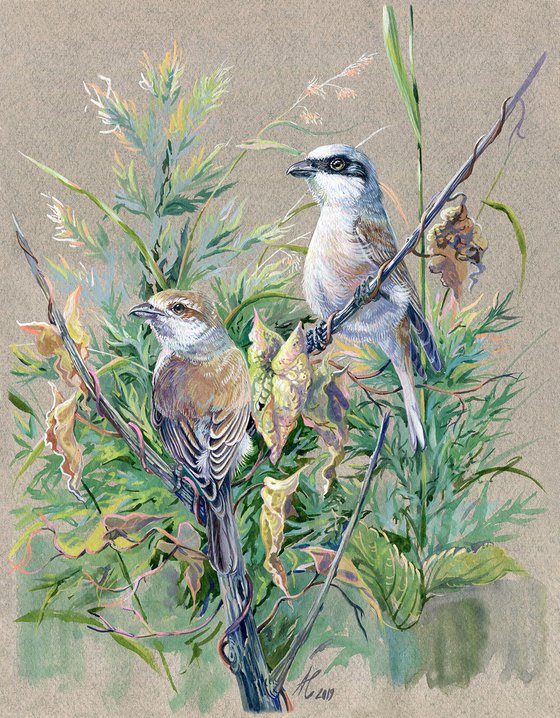 Original watercolor drawing bird "Red-backed Shrike"