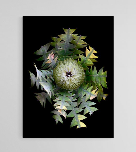 Bird's Nest Banksia