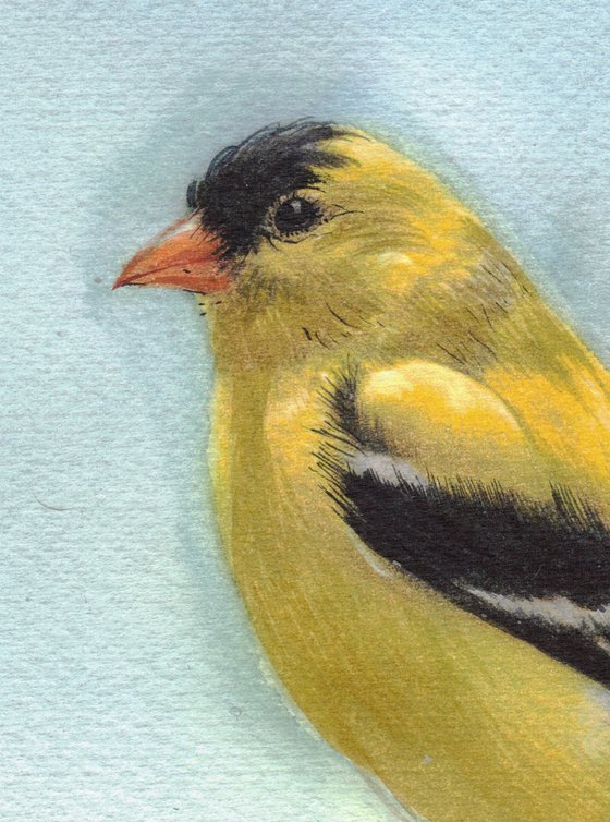 BIRD CCXVIII - American Goldfinch