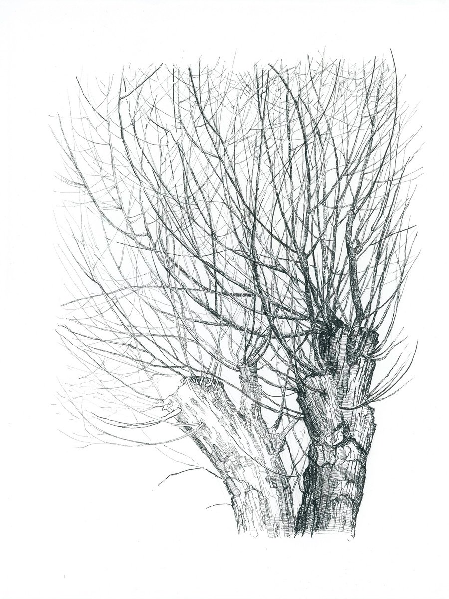 Tree by Katarzyna Gagol