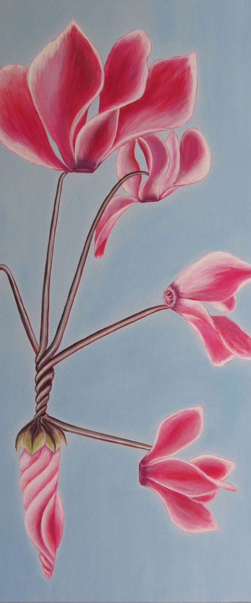 Cyclamen by Jacqueline Talbot