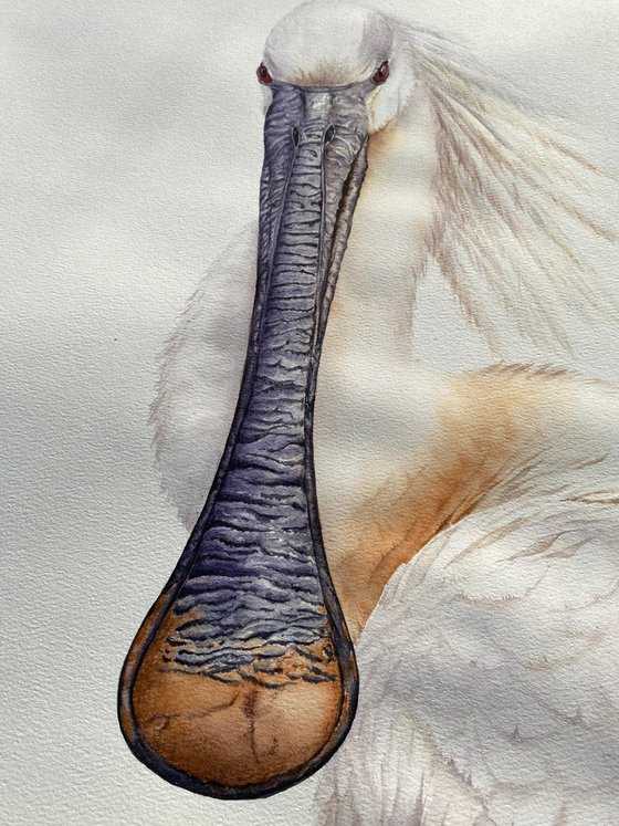 White Spoonbill Portrait