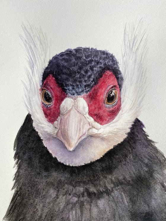 Eared Pheasants: A Portrait Diptych