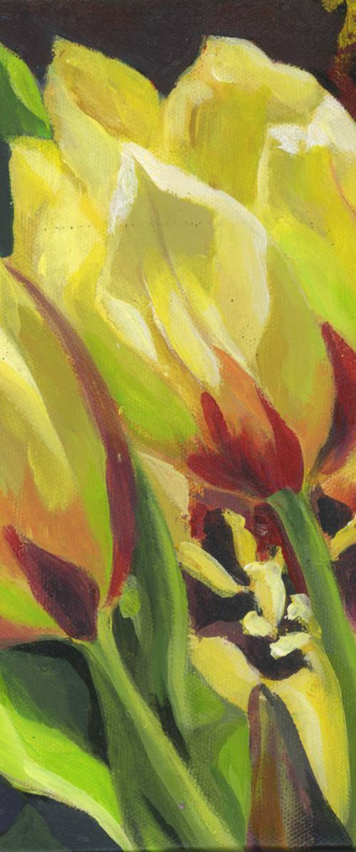 yellow tulips by Alfred  Ng