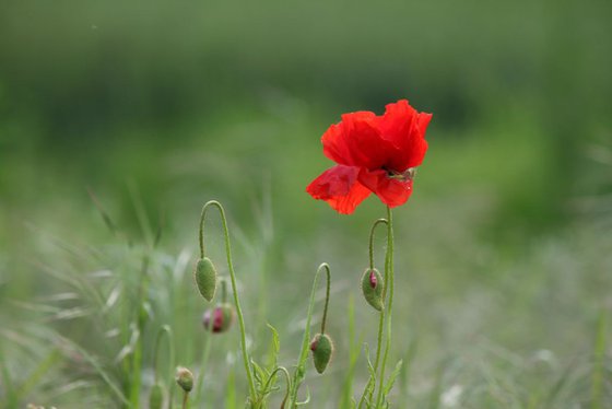 New poppies