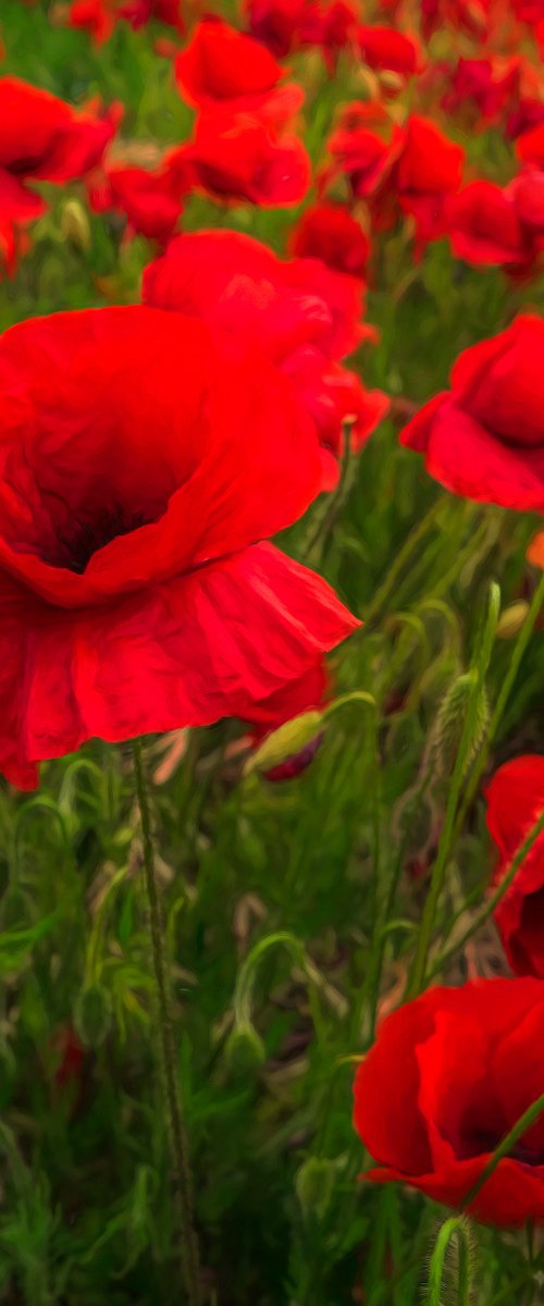 Poppies by Martin  Fry