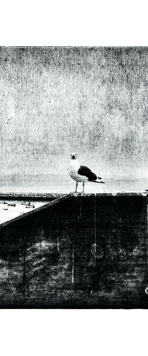 Harbour Gull by Steve Deer