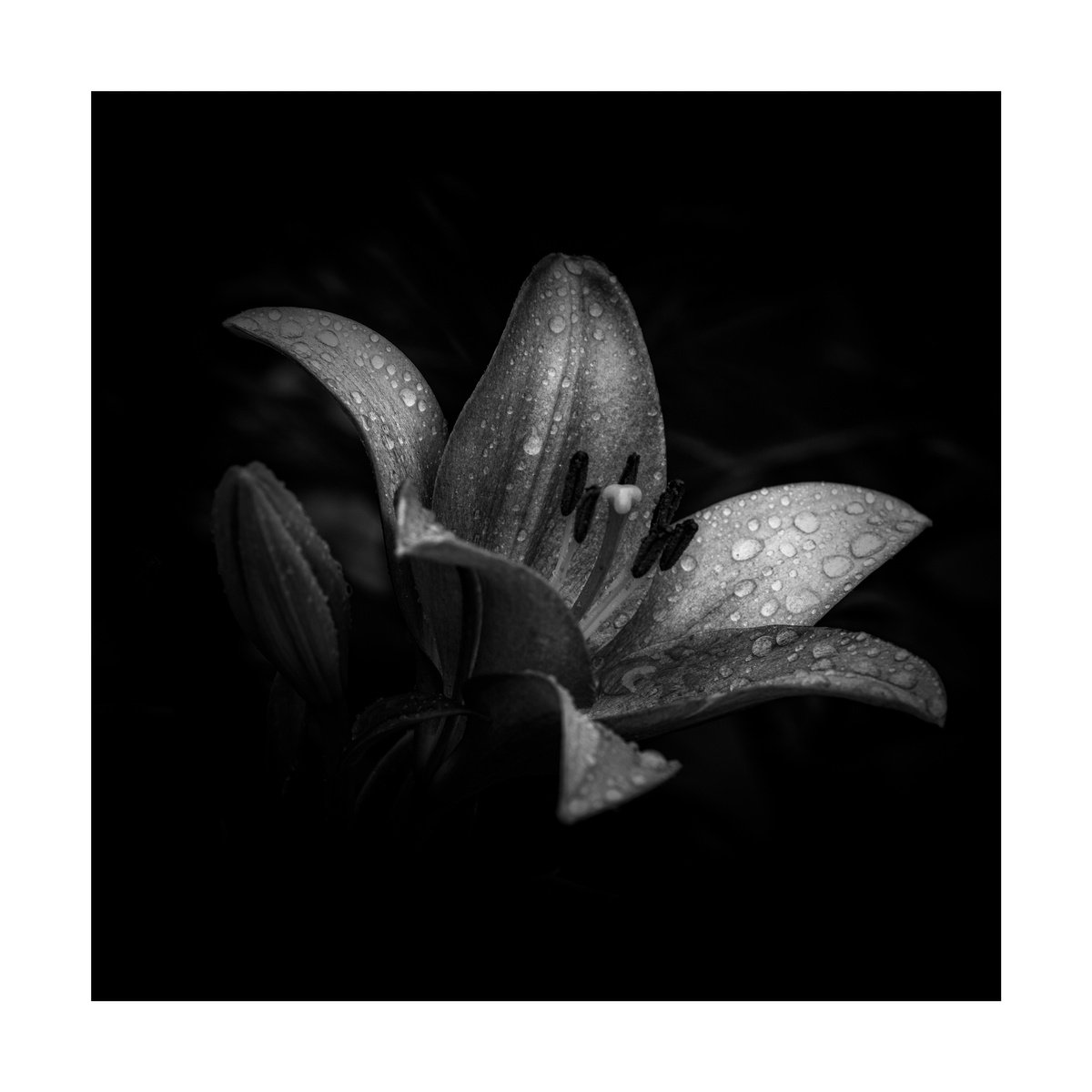 Lily Blooms Number 8 - 12x12 inch Fine Art Photography Limited Edition #1/25 by Graham Briggs