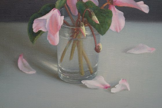 Cyclamens