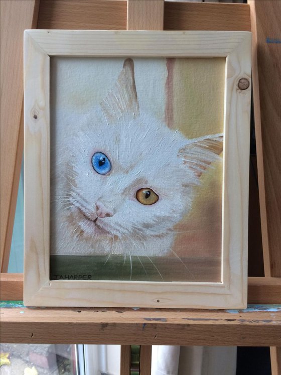 White odd-eyed cat