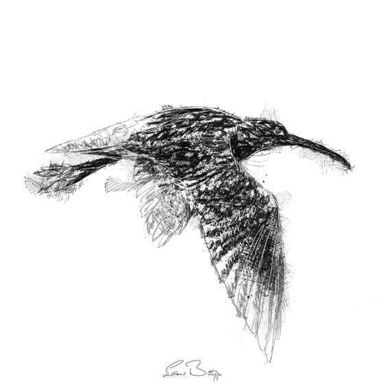 Curlew flight