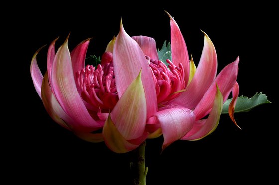 Pink Waratah Flower