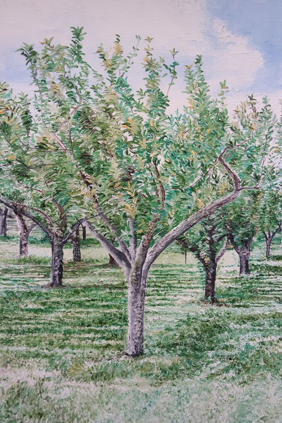 Apple Orchard at Wisley