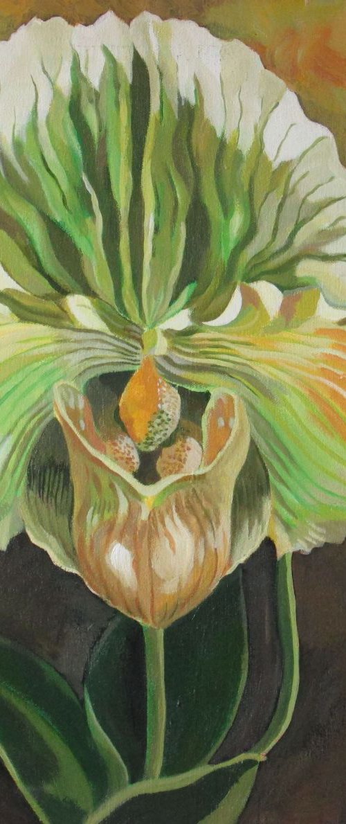 ladyslipper orchid in green by Alfred  Ng