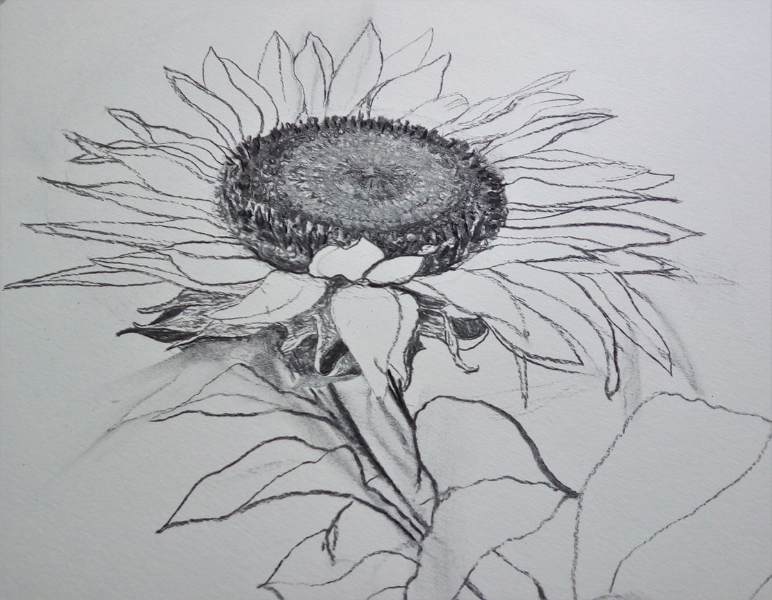 Dearannart - Quick drawing of sunflower today on black paper using