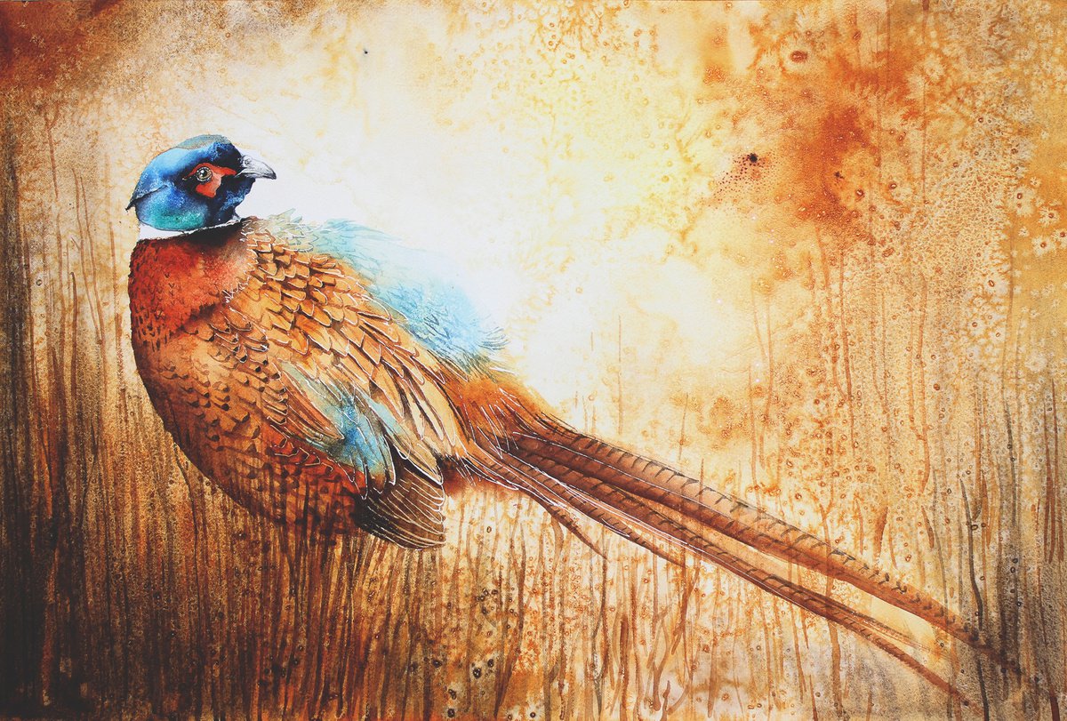 Pheasant, wildlife, bird, watercolour painting by Karolina Kijak