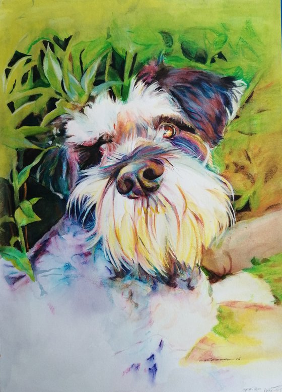 Miniature best sale schnauzer painting