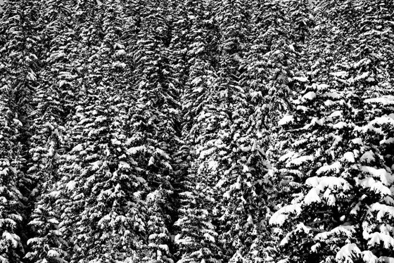 Fir Trees and Snow