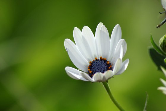 Bud daisies