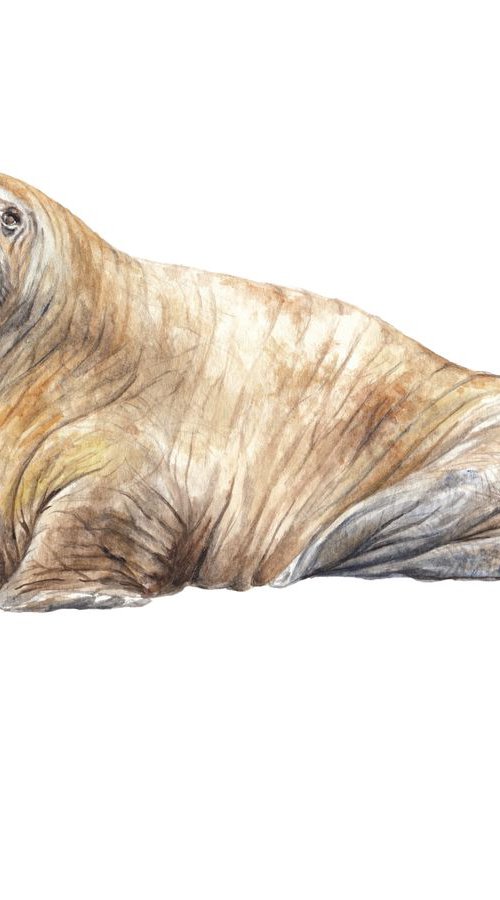 Walrus Original Watercolor by Lauren Rogoff