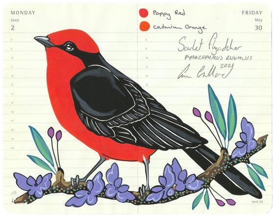 Birds of South America: Scarlet Flycatcher