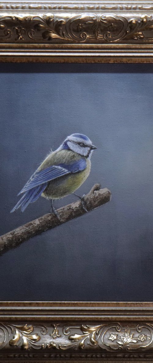 Morning Blue Tit in the Garden by Alex Jabore