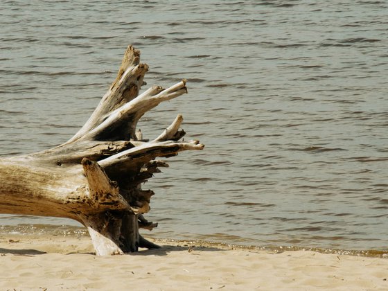 Unknown Shore