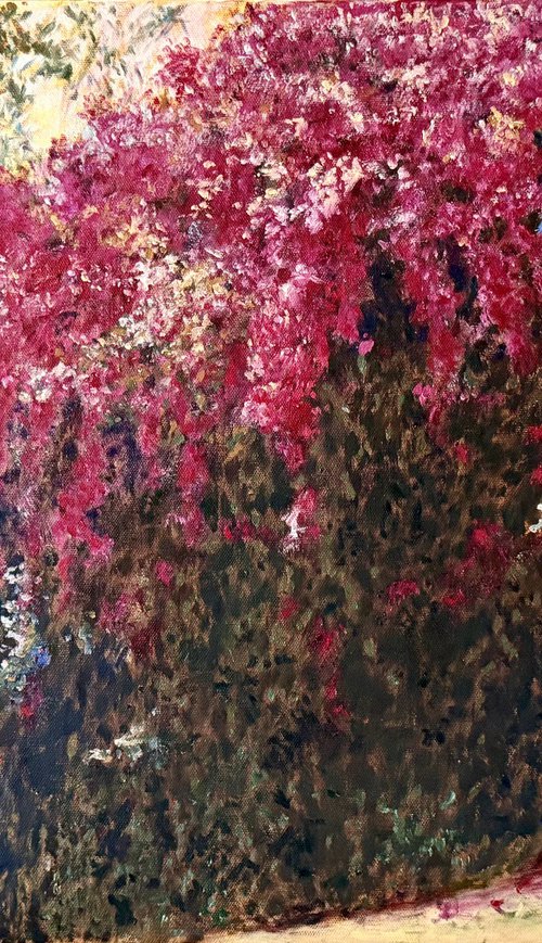 Bougainvillea by Uma  Krishnamoorthy