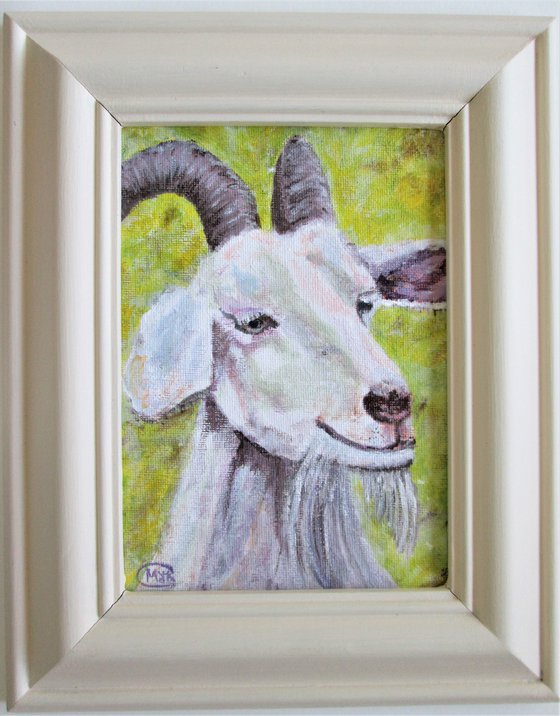 Cheeky Goat