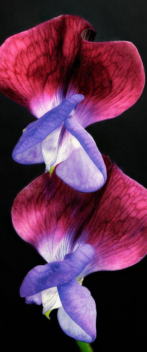 SWEET PEAS - master edition by Inna Etuvgi