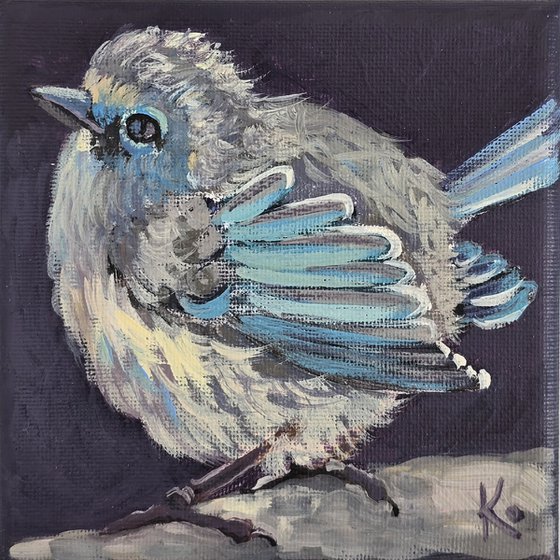 "Splendid Fairy-wren"