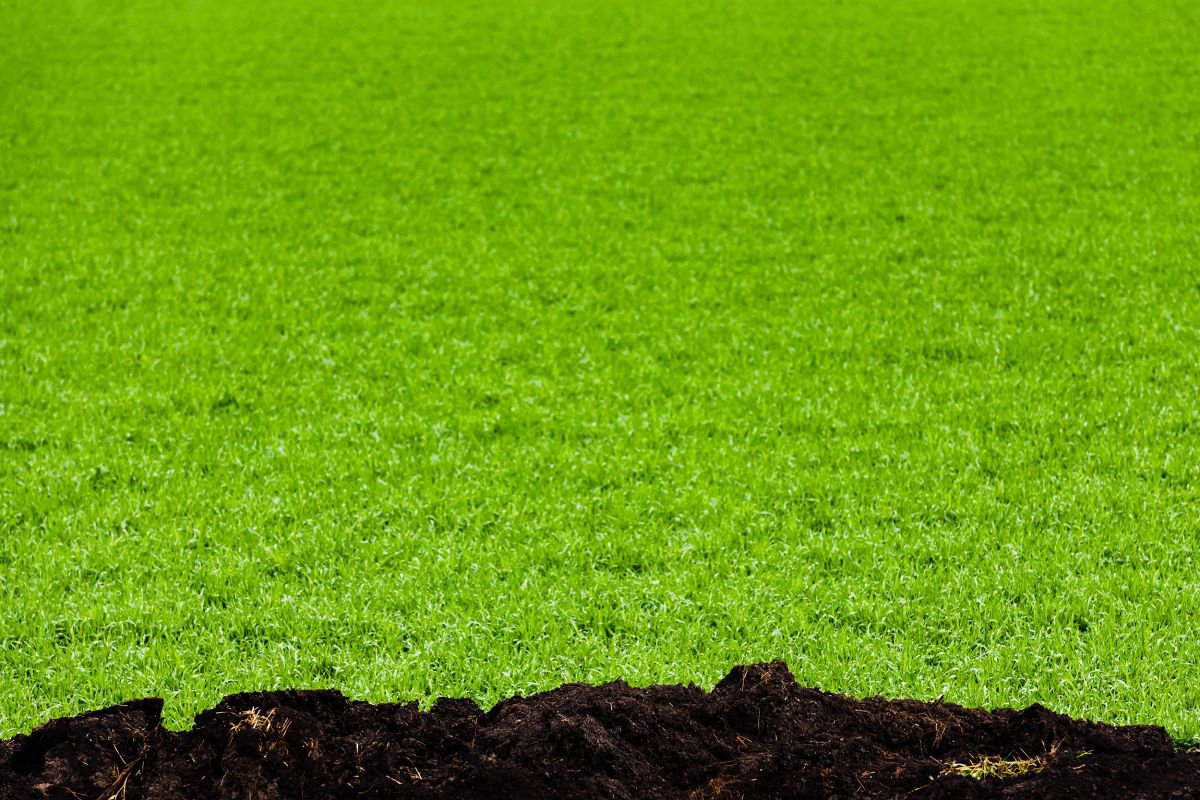 Organic Landscape Photograph By Tom Hanslien, 80 X 55", Green Field, Original Artwork