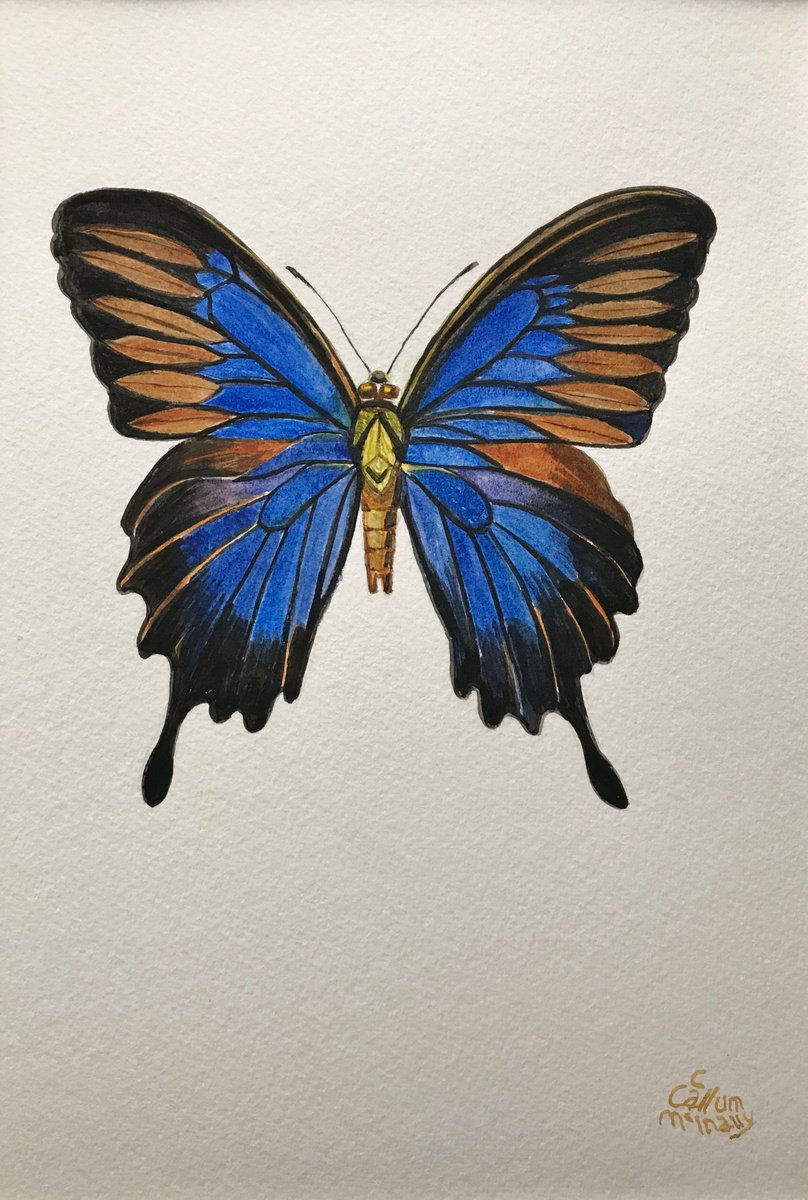 Blue mountain butterfly by Christine Callum  McInally