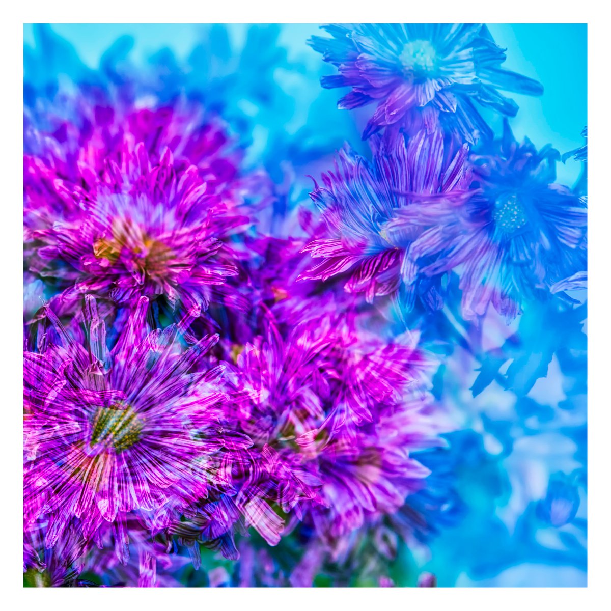 Abstract Flowers #4. Limited Edition 1/25 12x12 inch Photographic Print. by Graham Briggs