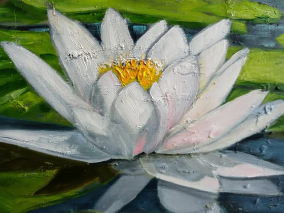 Water Lilies in  Pond