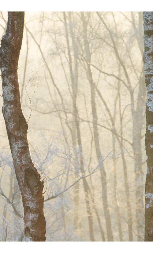 December Forest X by David Baker