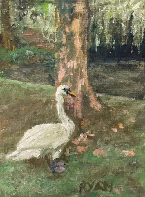 Swan In The Park by Ryan  Louder
