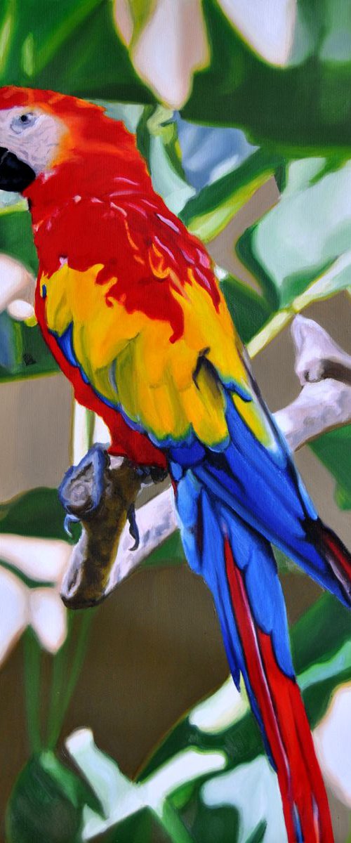 Parrot by Simona Tsvetkova