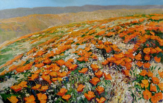 California Poppies