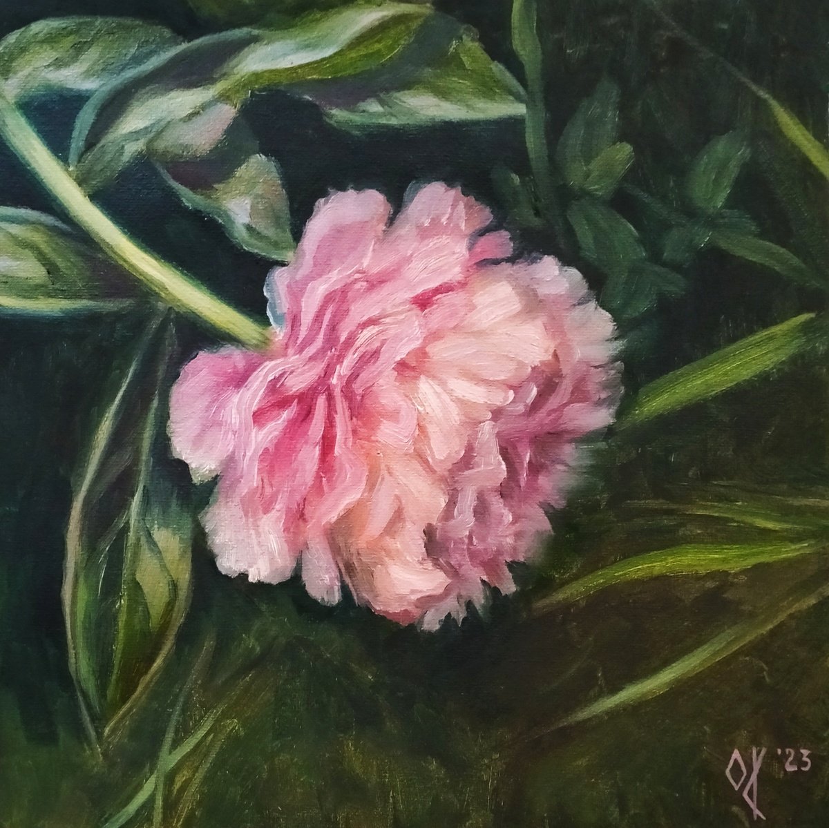 Pink peony flower 2023 by Olena Kucher