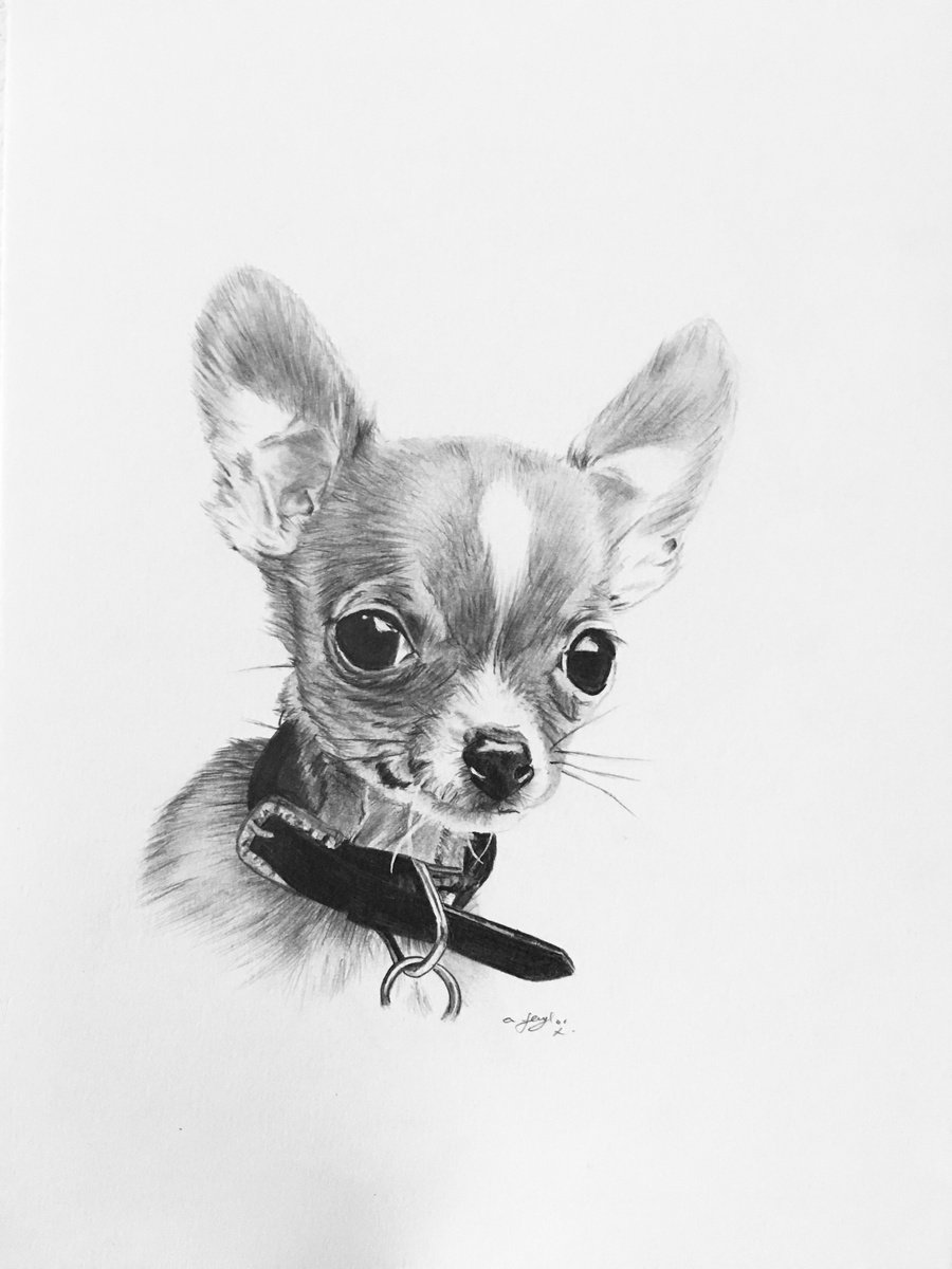 Chihuahua by Amelia Taylor