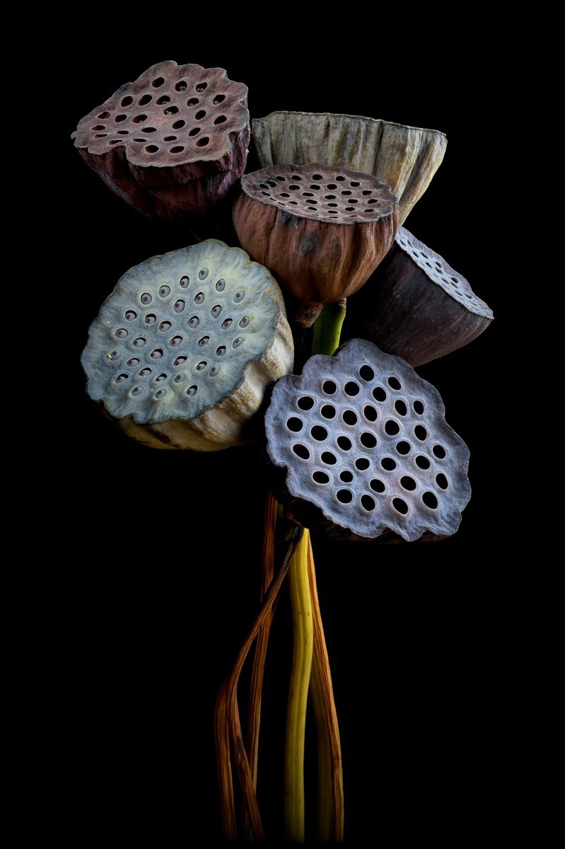 Botanical Photograph By Nadia Culph, 24 X 35", Lotus Pod Bouquet, Original Artwork