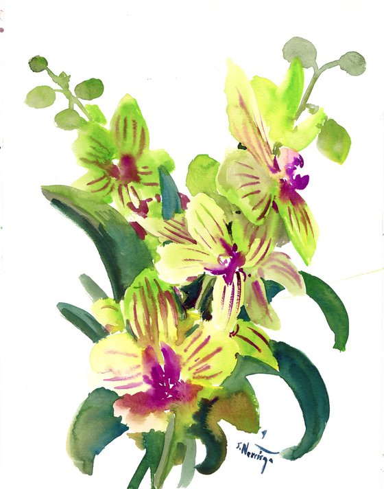 Green Orchid Flowers