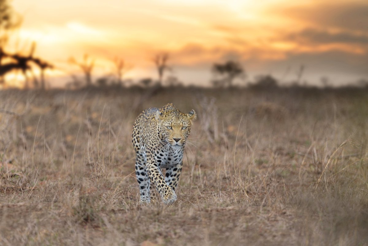 Leopard approaching by Ozkan Ozmen
