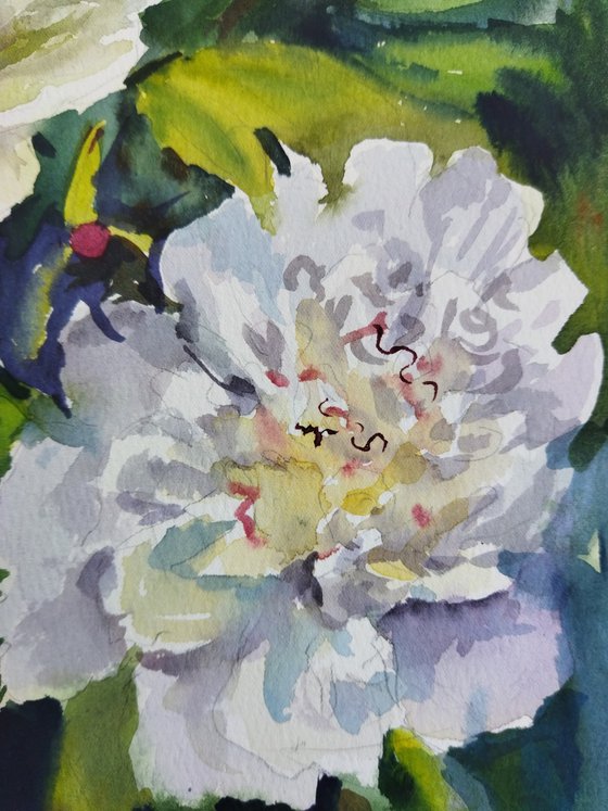 Peonies flowers
