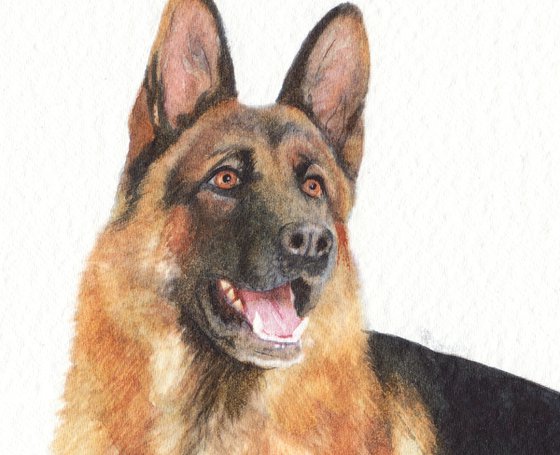 German shepherd II