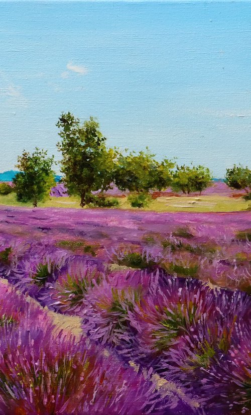 Lavender Field Morning Light by Natalia Shaykina