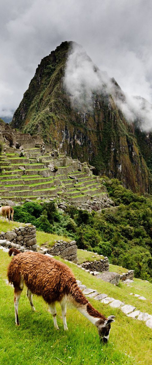 Grazing Llama at Machu Picchu by Tom Hanslien