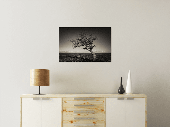 Arbre dans la steppe